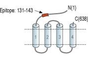Representative domain view of the target of ABIN7043197. (GABRQ antibody  (Extracellular, N-Term))