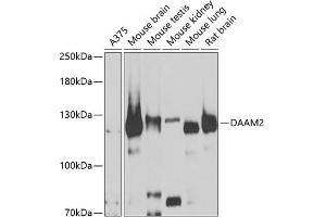 Western blot analysis of extracts of various cell lines, using D antibody (ABIN6127743, ABIN6139383, ABIN6139384 and ABIN6223348) at 1:1000 dilution. (DAAM2 antibody  (AA 1-86))