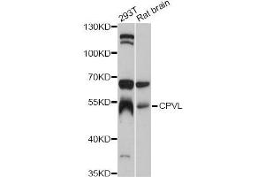 Western blot analysis of extracts of various cell lines, using CPVL antibody (ABIN5997512) at 1:3000 dilution.