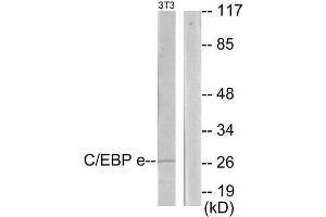 Western Blotting (WB) image for anti-CCAAT/enhancer Binding Protein (C/EBP), epsilon (CEBPE) (C-Term) antibody (ABIN1849650) (CEBPE antibody  (C-Term))