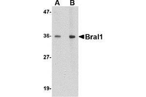 Western Blotting (WB) image for anti-Hyaluronan and Proteoglycan Link Protein 2 (HAPLN2) (Middle Region) antibody (ABIN1030892) (HAPLN2 antibody  (Middle Region))