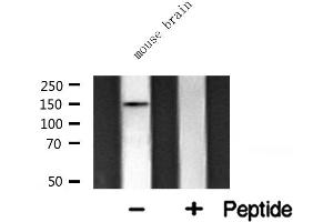 Western blot analysis of CAF1A expression in mouse brain lysate (CHAF1A antibody  (Internal Region))