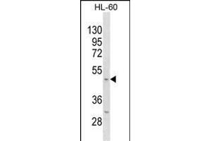 Mouse Kcnj11 Antibody (N-term) (ABIN1538879 and ABIN2850075) western blot analysis in HL-60 cell line lysates (35 μg/lane). (KCNJ11 antibody  (N-Term))