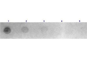 Dot Blot results of Goat Fab Anti-Mouse IgG Antibody Rhodamine Conjugated. (Goat anti-Mouse IgG (Heavy & Light Chain) Antibody (TRITC) - Preadsorbed)