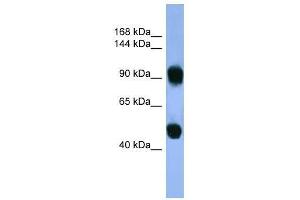 AP1B1 antibody used at 0. (AP1B1 antibody  (C-Term))