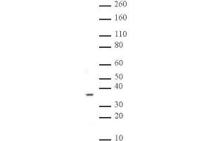 Western Blotting (WB) image for anti-Protein Phosphatase 2A Activator, Regulatory Subunit 4 (PPP2R4) (AA 288-303) antibody (ABIN2668597)