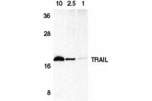 Western blot analysis of TRAIL in HeLa cell lysate containing 10, 2. (TRAIL antibody  (C-Term))