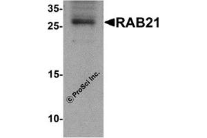 Western Blotting (WB) image for anti-RAB21, Member RAS Oncogene Family (RAB21) (C-Term) antibody (ABIN1030610) (RAB21 antibody  (C-Term))