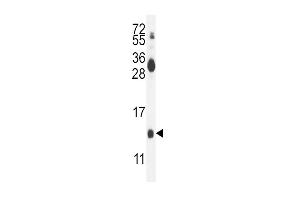 Western blot analysis in mouse kidney tissue lysates (35ug/lane). (Midkine antibody  (C-Term))