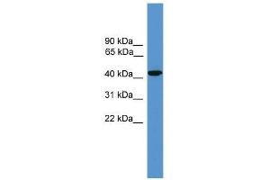 Western Blot showing SYT5 antibody used at a concentration of 1. (Synaptotagmin V antibody  (Middle Region))