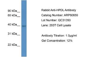 Western Blotting (WB) image for anti-4-Hydroxyphenylpyruvate Dioxygenase-Like (HPDL) (C-Term) antibody (ABIN2788529) (HPDL antibody  (C-Term))
