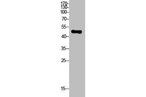 Western Blot analysis of HepG2 cells using Acetyl-PTEN (K402) Polyclonal Antibody (PTEN antibody  (acLys402))