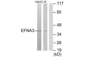 Western blot analysis of extracts from HepG2 cells and Jurkat cells, using EFNA3 antibody. (Ephrin A3 antibody  (C-Term))