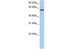 WB Suggested Anti-CTTN Antibody Titration: 0. (Cortactin antibody  (N-Term))