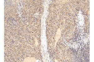 (ABIN184738) (5 μg/mL) staining of paraffin embedded Human Spleen.