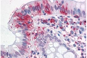 Anti-NPTN antibody  ABIN1049120 IHC staining of human colon. (NPTN antibody  (Internal Region))