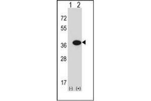 Western blot analysis of GMPR (arrow) using GMP reductase 1 / GMPR1 Antibody (C-term) Cat.