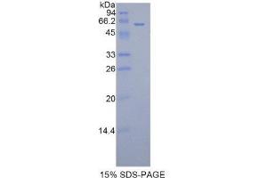 SDS-PAGE (SDS) image for Fibrinogen-Like 1 (FGL1) (AA 23-314) protein (His tag,GST tag) (ABIN2122841)