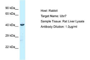 Host: Rabbit Target Name: UBR7 Sample Tissue: Rat Liver Antibody Dilution: 1ug/ml (UBR7 antibody  (N-Term))
