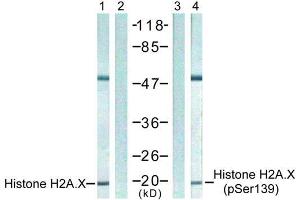 Western blot analysis of extract from 293 cells untreated or treated with UV, using Histone H2A. (H2AFX antibody  (pSer139))