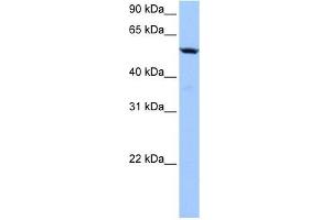 C18ORF54 antibody used at 1 ug/ml to detect target protein.