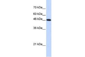 WB Suggested Anti-POLM Antibody Titration: 0. (POLM antibody  (Middle Region))