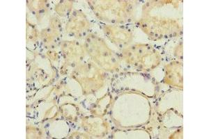 Immunohistochemistry of paraffin-embedded human kidney tissue using ABIN7150316 at dilution of 1:100 (GINS2 antibody  (AA 1-185))