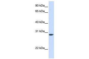 Western Blotting (WB) image for anti-Fast Skeletal Troponin T (TNNT3) antibody (ABIN2459480) (TNNT3 antibody)