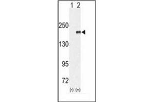 Image no. 1 for anti-Euchromatic Histone-Lysine N-Methyltransferase 1 (EHMT1) (AA 956-986) antibody (ABIN356610) (EHMT1 antibody  (AA 956-986))