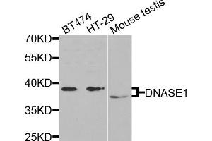 Western blot analysis of extracts of various cell lines, using DNASE1 antibody (ABIN5971366) at 1/1000 dilution. (DNASE1 antibody)
