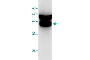 Western blot analysis of SW480 whole cell lystae with CDC42 monoclonal antibody, clone 1  at 1:1000 dilution. (CDC42 antibody)