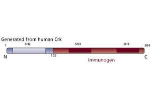 Image no. 3 for anti-V-Crk Sarcoma Virus CT10 Oncogene Homolog (Avian) (CRK) (AA 102-304) antibody (ABIN967703) (Crk antibody  (AA 102-304))