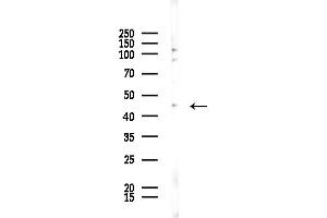 Western blot analysis of lysates from COLO205 cells, using MRPS31 Antibody at 1/1000 dilution.