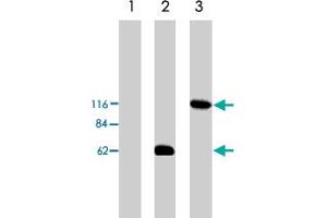 Western blot analysis using Arhgef2 polyclonal antibody  on HEK293 cell transfected with vector alone (lane 1), Arhgef2-short (lane 2) and Arhgef2-long (lane 3). (ARHGEF2 antibody)