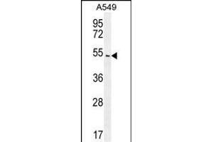ARRB1 Antibody (C-term) (ABIN655944 and ABIN2845333) western blot analysis in A549 cell line lysates (35 μg/lane). (beta Arrestin 1 antibody  (C-Term))