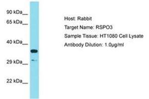 Image no. 1 for anti-R-Spondin 3 (RSPO3) (AA 202-251) antibody (ABIN6750449) (R-Spondin 3 antibody  (AA 202-251))