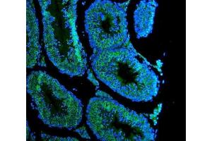 IF analysis of DDX4 using anti-DDX4 antibody (ABIN7601203). (DDX4 antibody  (AA 3-666))
