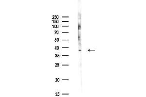 Western blot analysis of lysates from Hela cells(UV,30 min treatment), using UQCC1 Antibody at 1/1000 dilution.