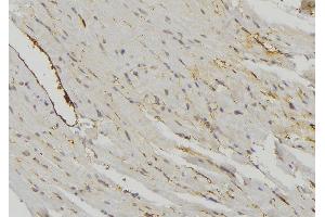 ABIN6274718 at 1/100 staining Mouse muscle tissue by IHC-P. (MRPS16 antibody)