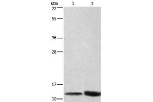 Western Blot analysis of Hela cell and Mouse brain tissue using CYCS Polyclonal Antibody at dilution of 1:600 (Cytochrome C antibody)