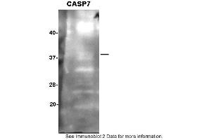 Sample: SH-SY5Y cells,  2. (Caspase 7 antibody  (N-Term))