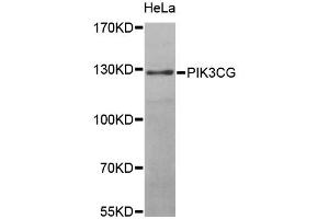 Western blot analysis of extracts of HeLa cells, using PIK3CG antibody (ABIN5970096) at 1/1000 dilution. (PIK3 gamma antibody)