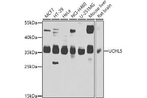 Western blot analysis of extracts of various cell lines, using UCHL5 antibody (ABIN6132764, ABIN6149872, ABIN6149874 and ABIN6223990) at 1:1000 dilution. (UCHL5 antibody  (AA 1-328))