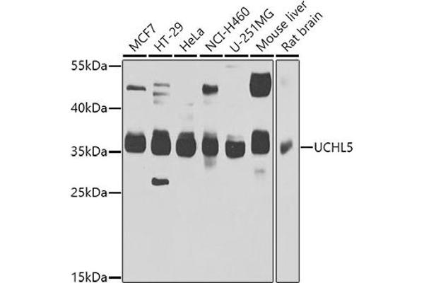 UCHL5 抗体  (AA 1-328)