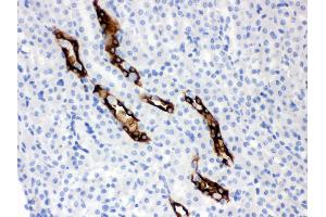 Anti- Aquaporin 2 Picoband antibody, IHC(P) IHC(P): Mouse Kidney Tissue (AQP2 antibody  (C-Term))