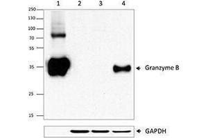 Western Blotting (WB) image for anti-Granzyme B (GZMB) (AA 21-247) antibody (ABIN2666249) (GZMB antibody  (AA 21-247))