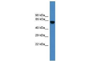 WB Suggested Anti-USP17L2 Antibody Titration: 0. (USP17L2 antibody  (Middle Region))