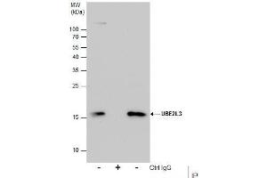 IP Image Immunoprecipitation of UBE2L3 protein from HeLa whole cell extracts using 5 μg of UBE2L3 antibody, Western blot analysis was performed using UBE2L3 antibody, EasyBlot anti-Rabbit IgG  was used as a secondary reagent. (UBE2L3 antibody  (C-Term))