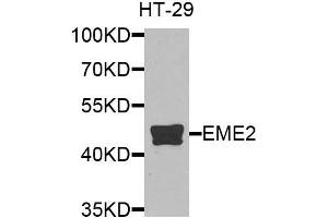 Western blot analysis of extracts of HT-29 cells, using EME2 antibody. (EME2 antibody)