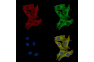 ABIN7093775 and ABIN7097816 staining HepG2 cells by IF/ICC. (Interleukin 17a antibody  (Internal Region))